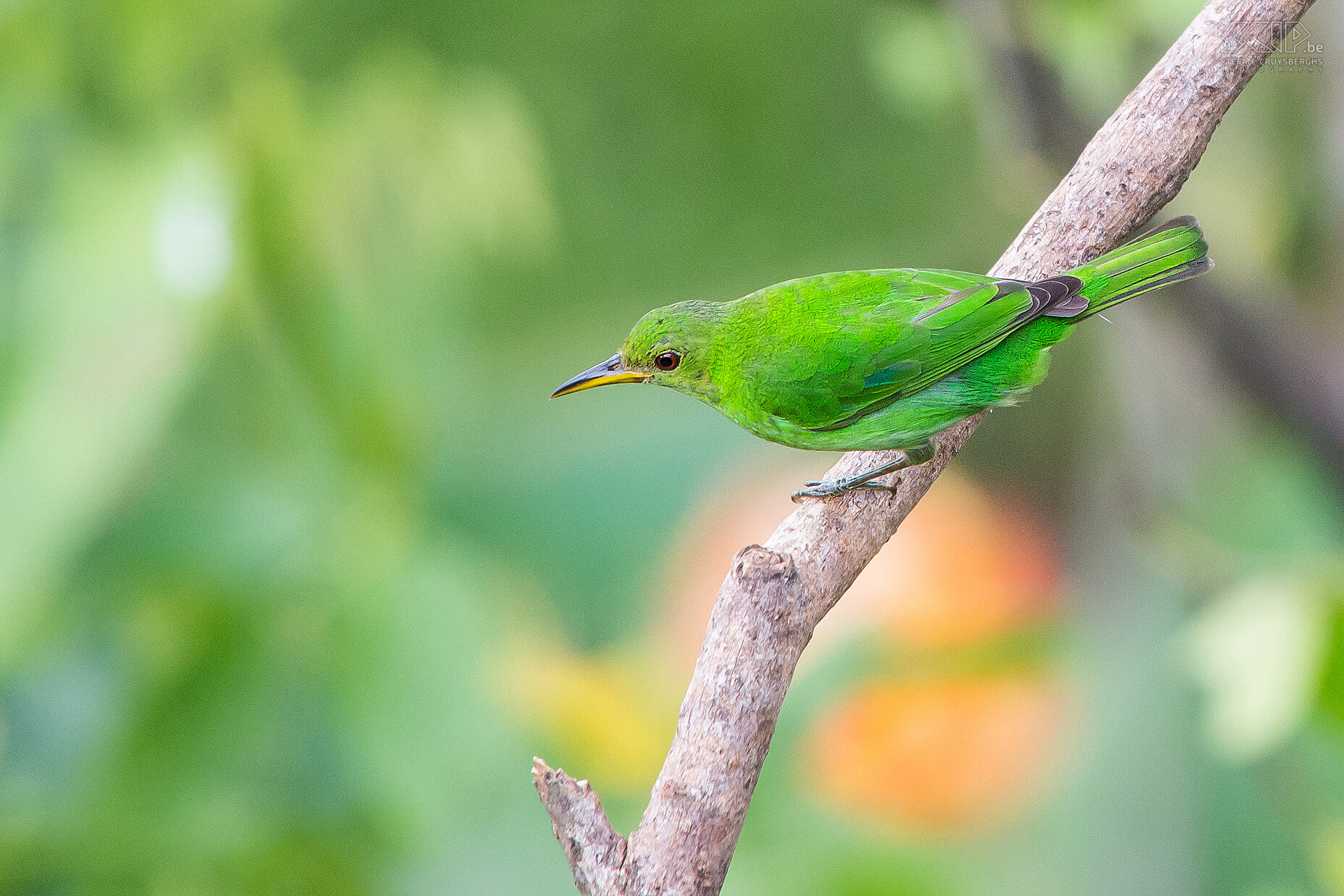 Arenal - Female green honeycreeper (chlorophanes spiza) Stefan Cruysberghs